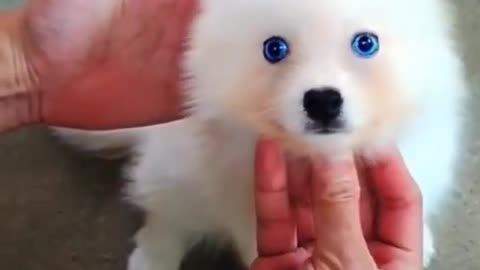 Pomsky puppies are by far the cuttest puppies out there and trhis video proves it again!