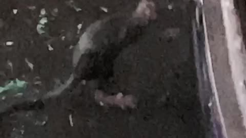 Rat Cleans Itself in the Rain