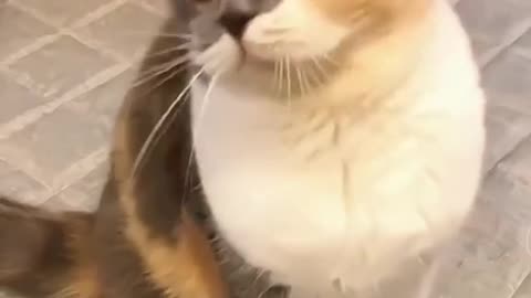 Funny Cats Compilation