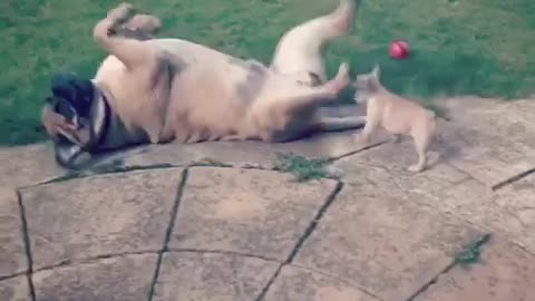 Gentle Giant Dog Minds His Strength With Tiny Frenchie