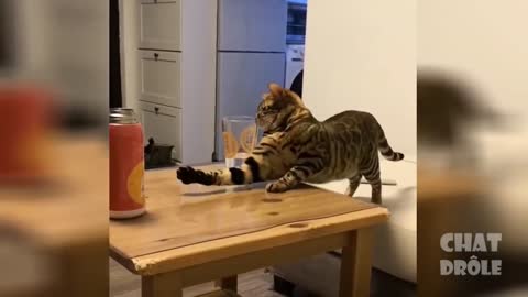 Vidéo De Chat drôle À Rire