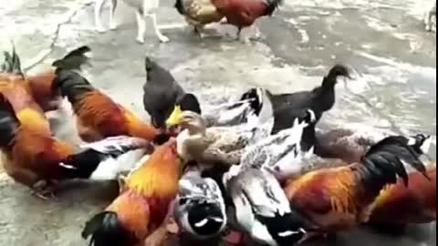 The strongest fighting dogs & chicks Funny video