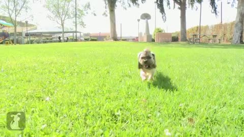 Rescue Dog Gets Mohawk and Transformation Makeover