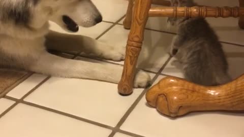 Brown kitten under wooden kitchen chair plays with white husky