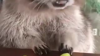 A Hungry Raccoon!