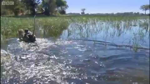 Monkeys Wading Through Water | Planet Earth | BBC Earth