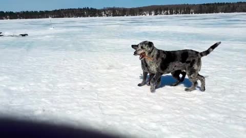 Cachorrinhos muito felizes trabalham juntos para buscar a vara impecavelmente