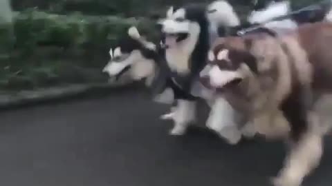 When Alaskan sled dogs walk together