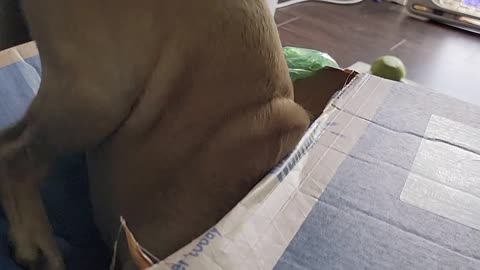 Life Hack: Get Your Pug to Open Boxes for You