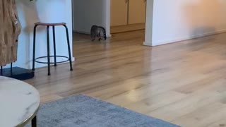 Feline Falls on Slippery Floor