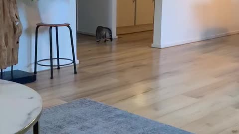 Feline Falls on Slippery Floor