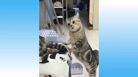 Funny Cats