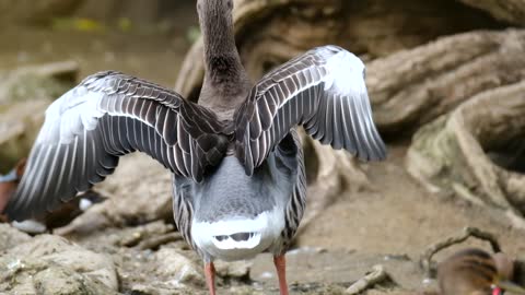 brave goose in slow motion