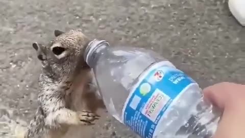 Man helping thirsty squirrel