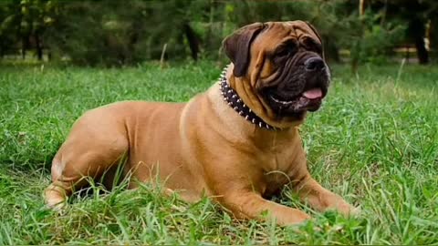 top 10 dangerous dog breeds in world //world with pets//