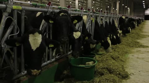 Cows on a farm. Dairy herd. Dairy production