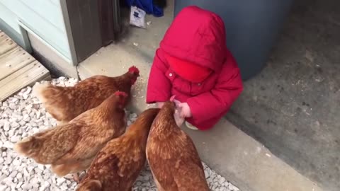 Feeding Baby Chickens.