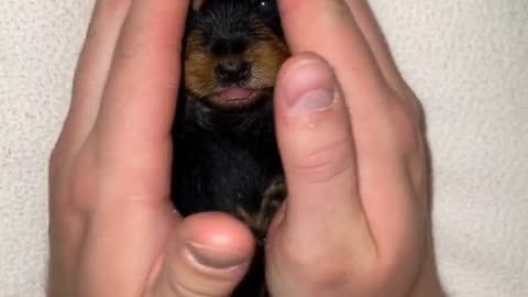 Palm size cute puppy