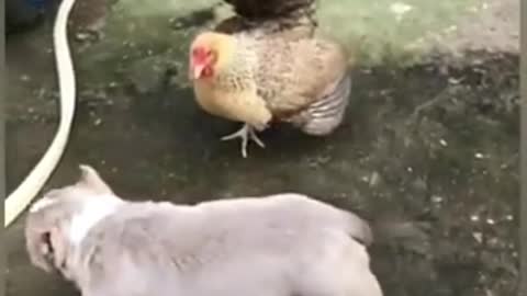 Dog vs hen funny videos