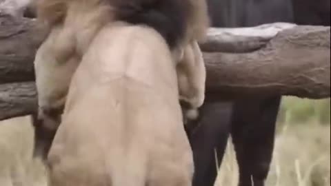 Buffalo Fights Lion