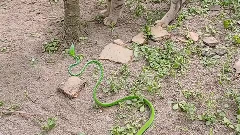 Cat 🐈 Fight with Snake 🐍 | Cat Video