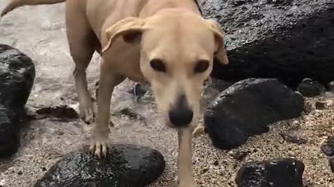 beachdog#beachtime#kolohekai