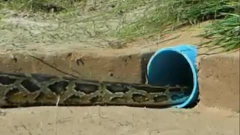 #wild #snakes #funny #youtube catching big snake