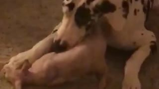 Great Dane loves her kitty best friend