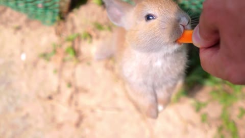 Feeding Cute Rabbit with Carrot from Human Hands. Love to Animals Concept