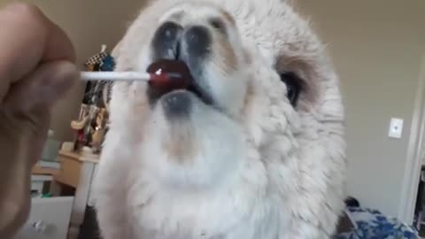 Adorable Alpaca Has a Sweet Tooth