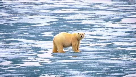 Cute looking furry polar bears