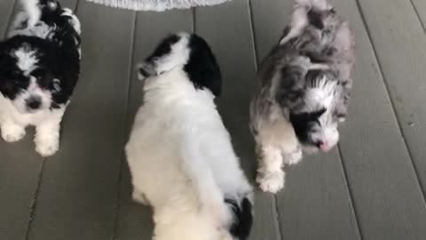 Sheepadoodle puppies