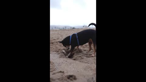 A dog in a pet harness digging