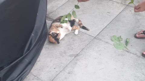 Ginger Hyperactive cat Playing with Tree branch