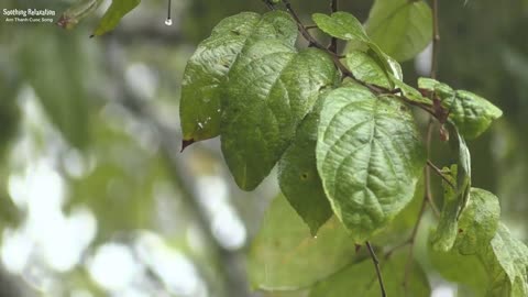 Soft Rain Sounds Relaxing Piano Music !!!