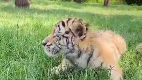 little tiger eating meat