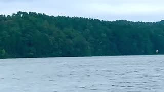 Osprey trying to lead bald eagle away so mate can fish.