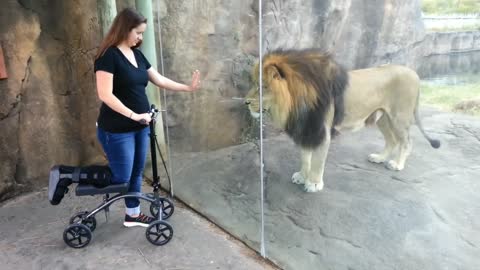 This Lion Really Wants Her Scooter | ORIGINAL VIDEO