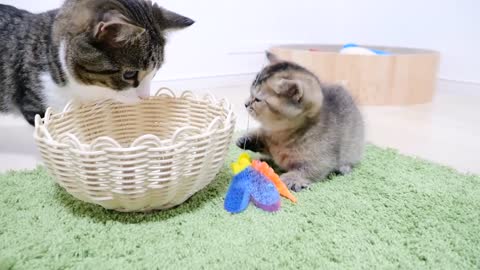 What was the action taken by the daddy cat who was jealous of the kitten playing with a toy?