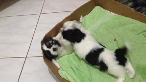 Cute Shih Tzu puppies playing