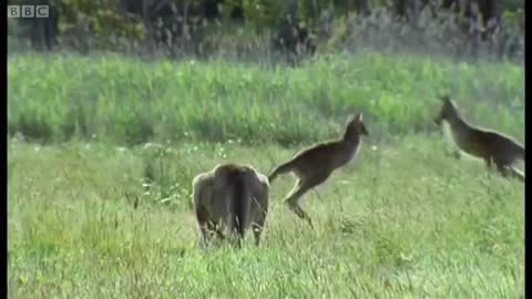 Kangaroo Boxing | Attenborough | BBC Earth