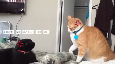 Cat fighting