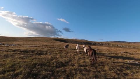 Aerial FPV drone shot of a chasing and flying close around herd of wild horses