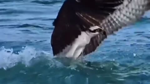 Birds hunting!An osprey fishing in spectacular super slow motion