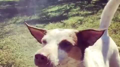 Slow motion water hose dog