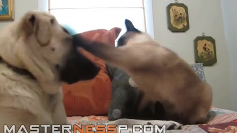 ★► Funny Cat Fight Video - best funny videos★★