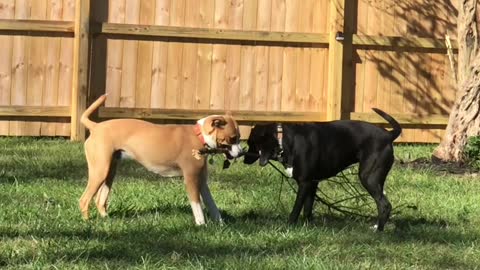 Dog Throws a Tantrum While Trying to Break Tree Branch