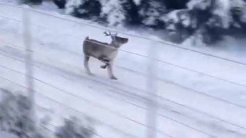 Rudolph is ready for take off! 🦌 ❄️