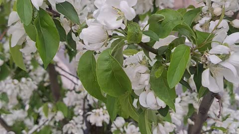 Crab apple tree flowering