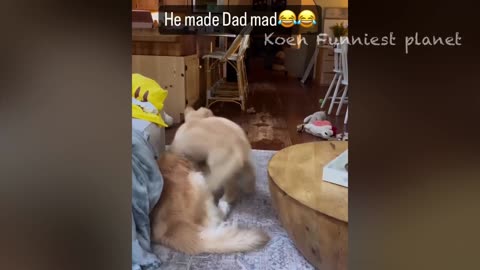 Funny Dogs And Cats Videos 2024 😅 - Best Funniest Animal Videos Of The week